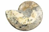 Cut & Polished Ammonite Fossil (Half) - Madagascar #191560-1